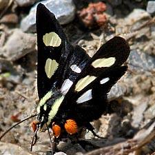 Alypia octomaculata