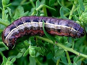 Spodoptera ornithogalli