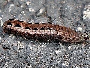 Spodoptera ornithogalli