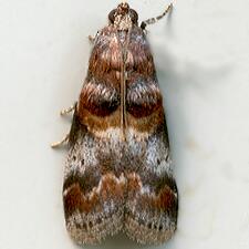 Acrobasis angusella