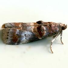 Acrobasis angusella