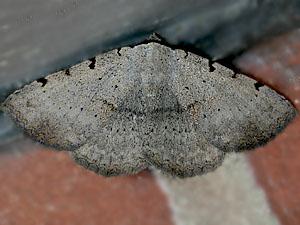 Spiloloma lunilinea