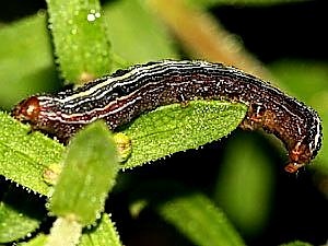 Spodoptera ornithogalli