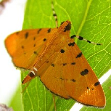 Phaedropsis stictigramma