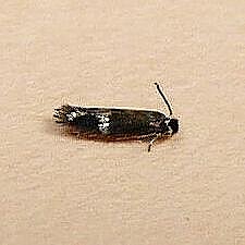 Stigmella sp.