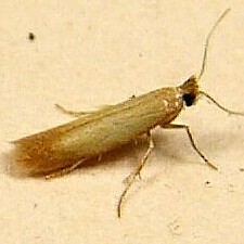 Tischeriidae sp.