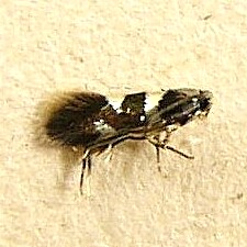 Antispila cornifoliella