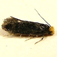 Doleromorpha porphyria