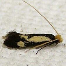 Isocorypha mediostriatella