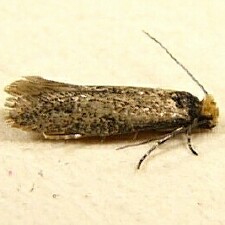 Homostinea curviliniella