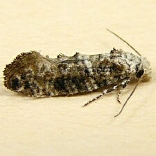 Xylesthia pruniramiella