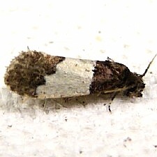 Kearfottia albifasciella