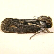 Acrolophus popeanella