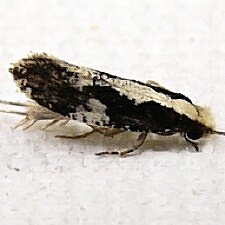 Monopis dorsistrigella