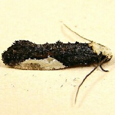 Monopis longella