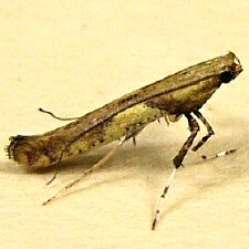 Caloptilia azaleella