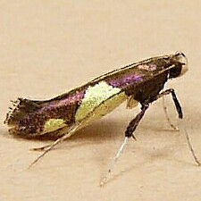 Caloptilia bimaculatella