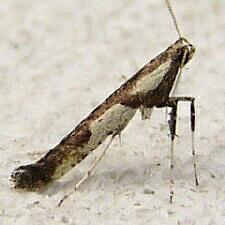 Caloptilia blandella