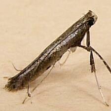 Caloptilia rhoifoliella