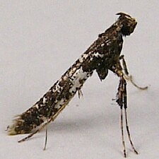 Caloptilia serotinella