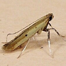 Caloptilia violacella