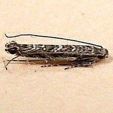 Neurobathra strigifinitella