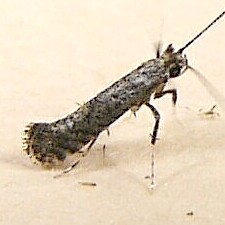 Parornix sp.