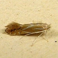 Phyllonorycter basistrigella