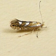 Phyllonorycter blancardella