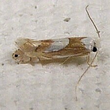 Phyllonorycter fitchella