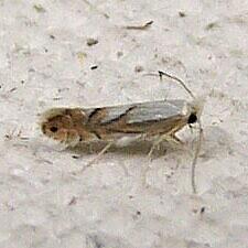 Phyllonorycter lucidicostella