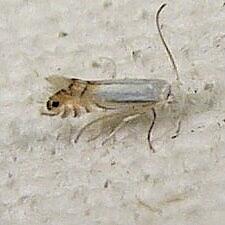 Phyllonorycter lucidicostella