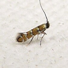 Chrysaster ostensackenella