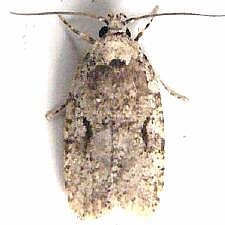 Agonopterix curvilineella