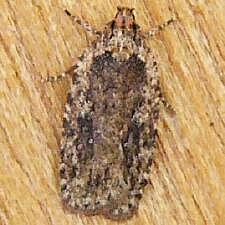 Agonopterix pulvipennella