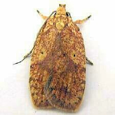 Agonopterix robiniella