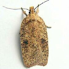 Agonopterix thelmae