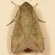 Mythimna unipuncta