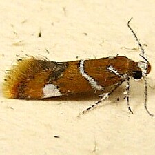 Promalactis suzukiella