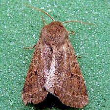 Orthosia hibisci