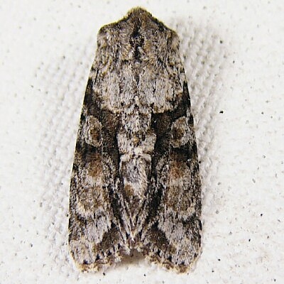 Achatia distincta