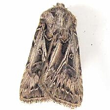 Agrotis gladiaria