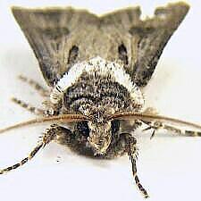 Agrotis venerabilis