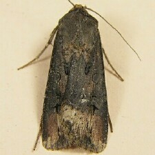 Agrotis ipsilon