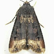 Agrotis ipsilon