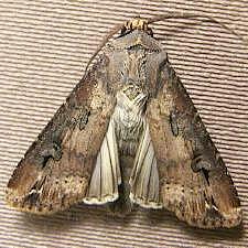 Agrotis ipsilon