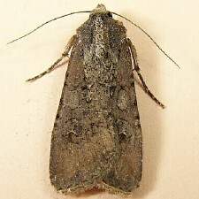 Peridroma saucia