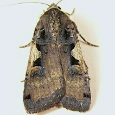 Xestia dolosa