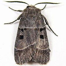 Agnorisma bollii