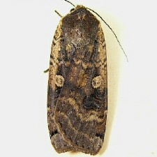 Noctua pronuba